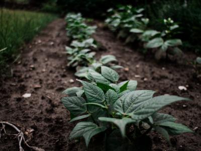 Photo by <a href="https://unsplash.com/@lukas34?utm_source=unsplash&utm_medium=referral&utm_content=creditCopyText">Lukas Langrock</a> on <a href="https://unsplash.com/s/photos/allotment?utm_source=unsplash&utm_medium=referral&utm_content=creditCopyText">Unsplash</a>   